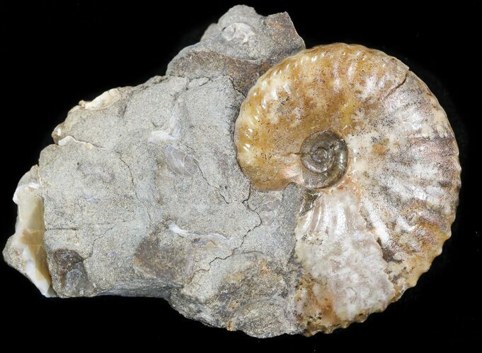 Hoploscaphites Ammonite - South Dakota #44036